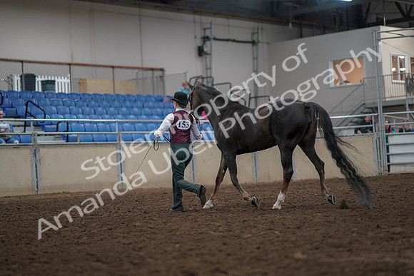 2019 Morgan Horse Show - Aug 31, 2019 - 02015