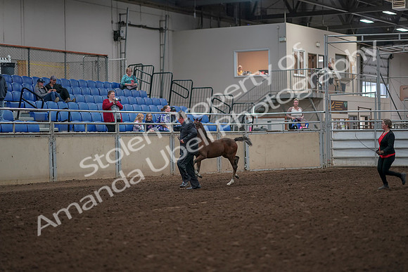 2019 Morgan Horse Show - Aug 31, 2019 - 00362