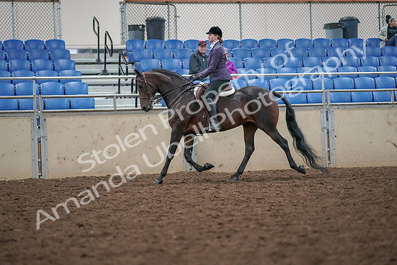 2019 Morgan Horse Show - Aug 30, 2019 - 20144