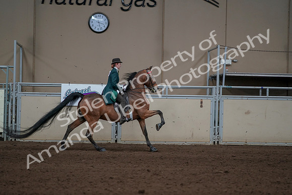 2019 Morgan Horse Show - Sept 01, 2019 - 13393