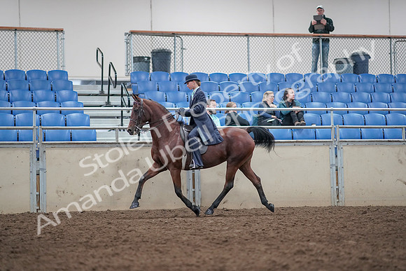 2019 Morgan Horse Show - Aug 31, 2019 - 08599