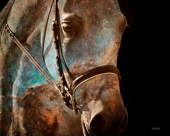 Arabians - 201