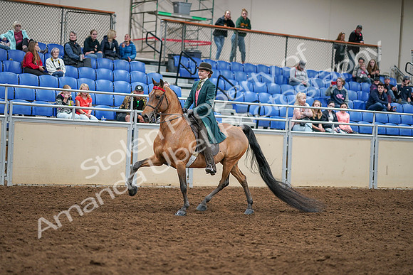 2020 - AB Morgan Horse - Sat, Sept 05 - 13762