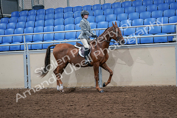 2020 - AB Morgan Horse - Fri, Sept 04 - 03104