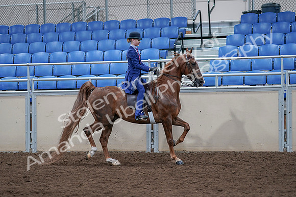 2020 - AB Morgan Horse - Fri, Sept 04 - 05243