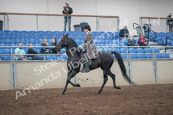 2019 Morgan Horse Show - Aug 31, 2019 - 08503