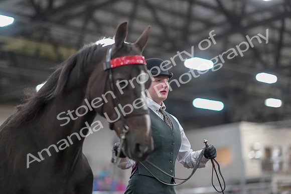 2019 Morgan Horse Show - Aug 31, 2019 - 02025