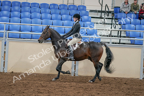 2020 - AB Morgan Horse - Sat, Sept 05 - 14386
