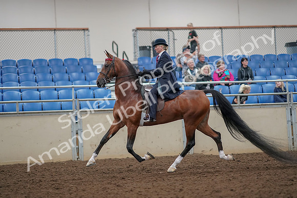 2019 Morgan Horse Show - Aug 30, 2019 - 25081