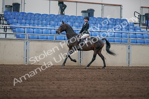 2019 Morgan Horse Show - Sept 01, 2019 - 03755