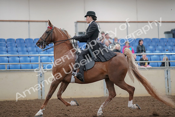2019 Morgan Horse Show - Aug 30, 2019 - 24997