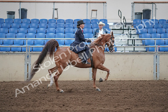 2019 Morgan Horse Show - Sept 01, 2019 - 11991