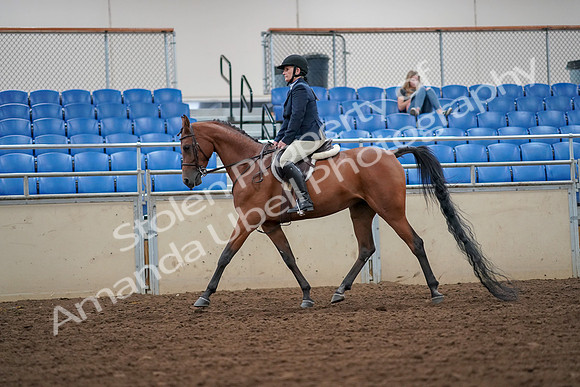 2019 Morgan Horse Show - Aug 30, 2019 - 16252