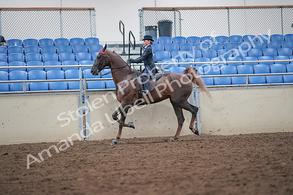 2019 Morgan Horse Show - Aug 30, 2019 - 17925