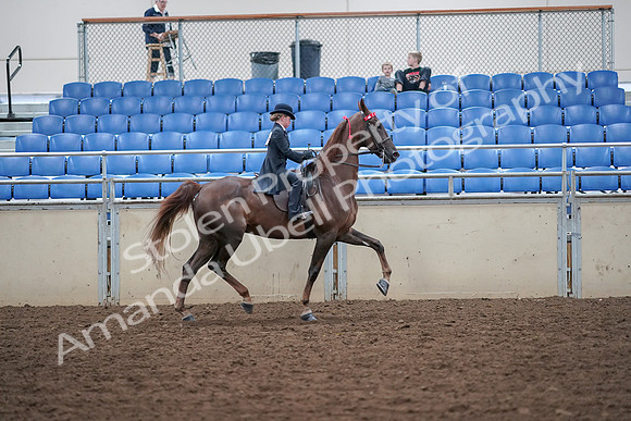 2019 Morgan Horse Show - Aug 30, 2019 - 18144