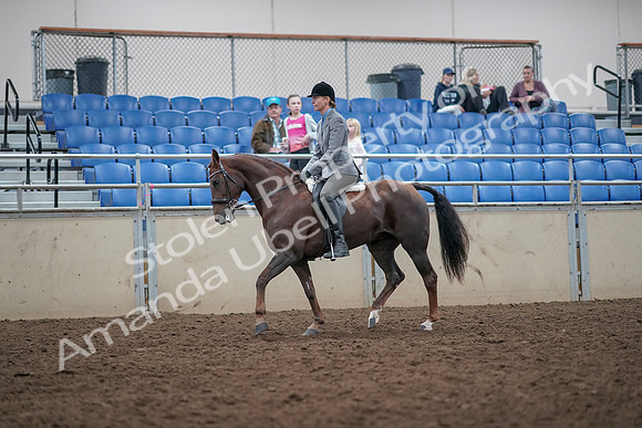 2019 Morgan Horse Show - Aug 31, 2019 - 14929