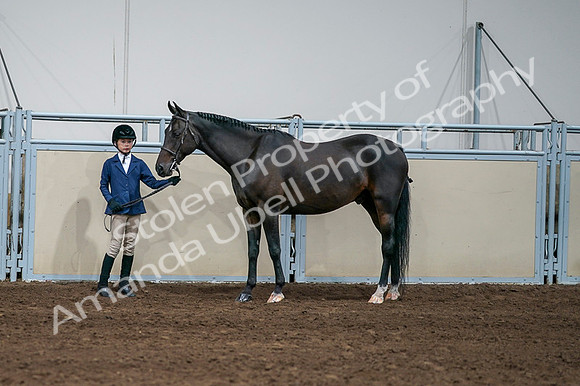 2020 - AB Morgan Horse - Fri, Sept 04 - 00849
