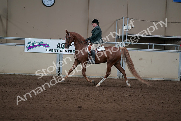 2019 Morgan Horse Show - Sept 01, 2019 - 12229