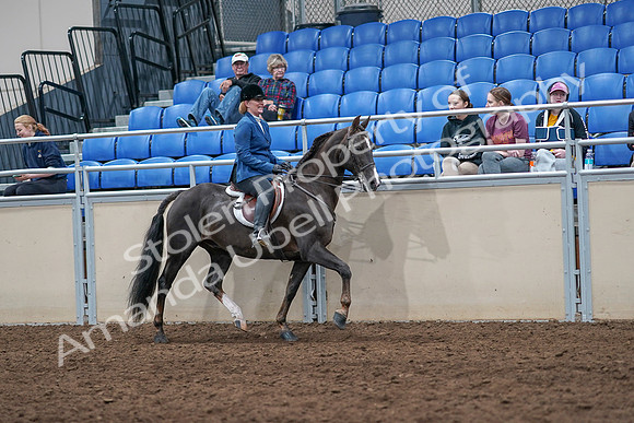 2020 - AB Morgan Horse - Sat, Sept 05 - 05206