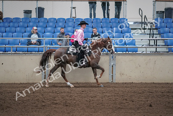 2019 Morgan Horse Show - Sept 01, 2019 - 07060