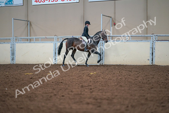 2019 Morgan Horse Show - Aug 30, 2019 - 20882