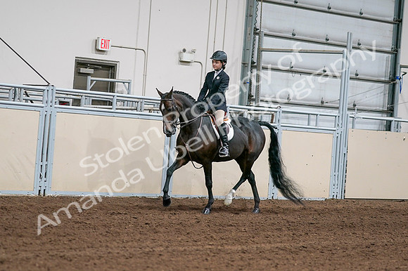 2020 - AB Morgan Horse - Fri, Sept 04 - 02002