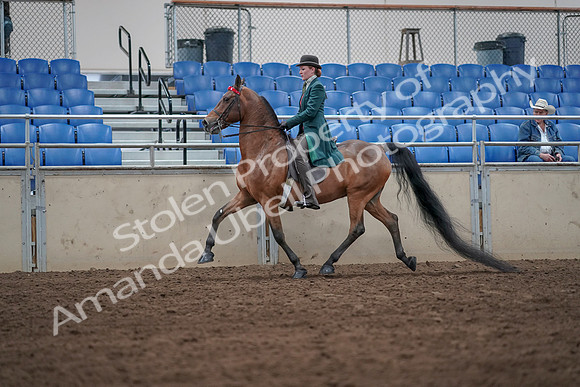 2019 Morgan Horse Show - Sept 01, 2019 - 13217