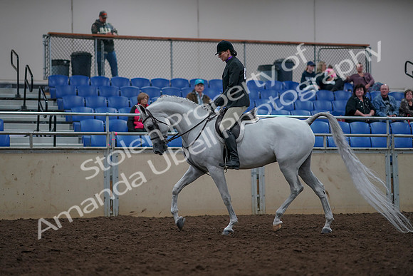 2019 Morgan Horse Show - Aug 31, 2019 - 15900