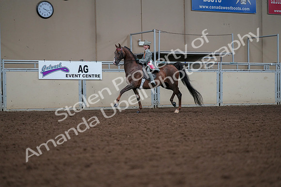 2019 Morgan Horse Show - Aug 30, 2019 - 18208