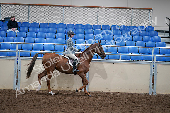 2020 - AB Morgan Horse - Fri, Sept 04 - 03185
