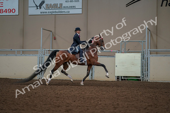 2019 Morgan Horse Show - Aug 30, 2019 - 25211
