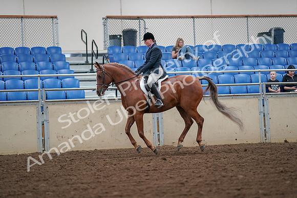 2019 Morgan Horse Show - Aug 30, 2019 - 16408