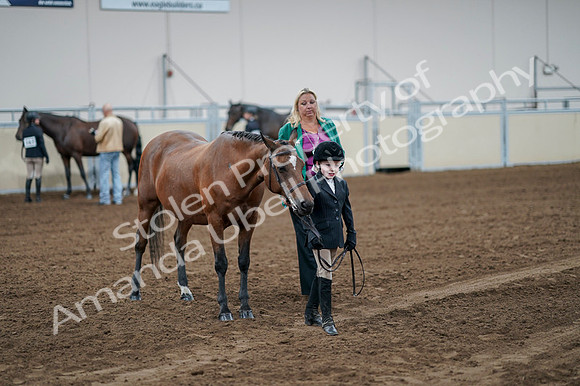 2020 - AB Morgan Horse - Fri, Sept 04 - 00847