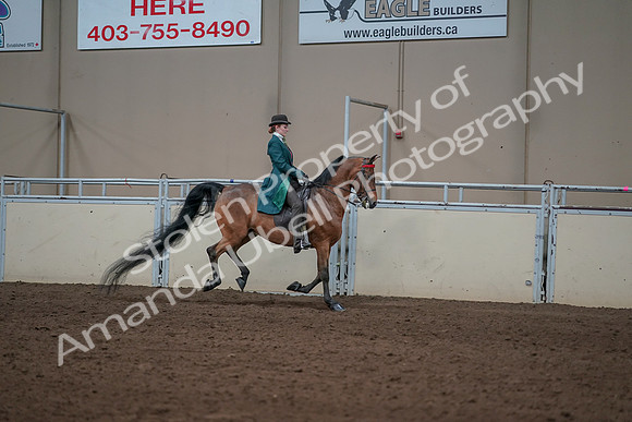 2019 Morgan Horse Show - Sept 01, 2019 - 13373