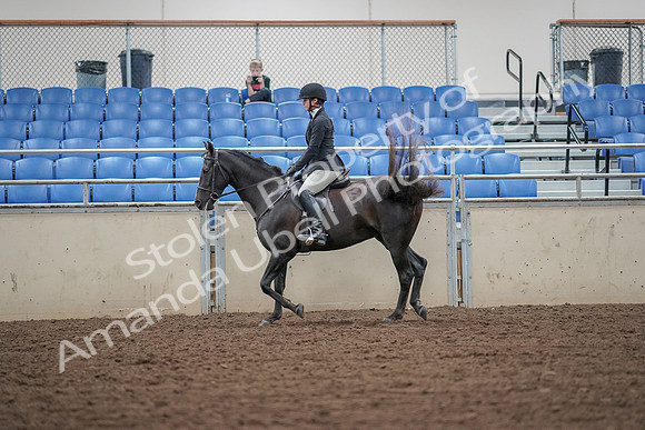2019 Morgan Horse Show - Aug 30, 2019 - 14892