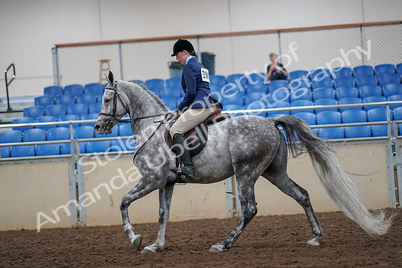2019 Morgan Horse Show - Aug 30, 2019 - 16384
