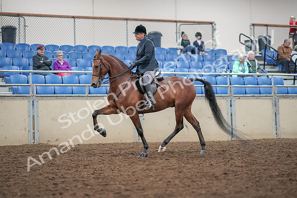 2019 Morgan Horse Show - Aug 30, 2019 - 20193