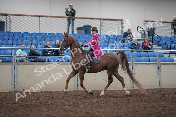 2019 Morgan Horse Show - Aug 31, 2019 - 08522