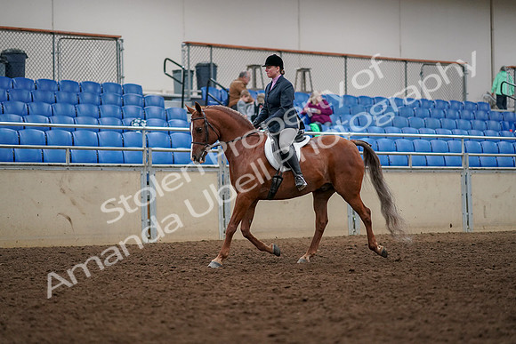2019 Morgan Horse Show - Aug 30, 2019 - 22203
