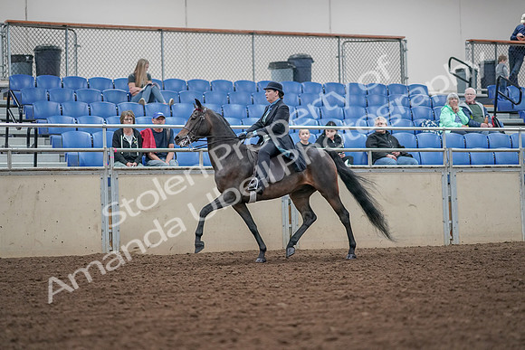 2019 Morgan Horse Show - Aug 30, 2019 - 15535