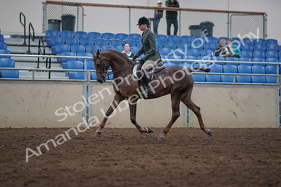 2019 Morgan Horse Show - Sept 01, 2019 - 08550