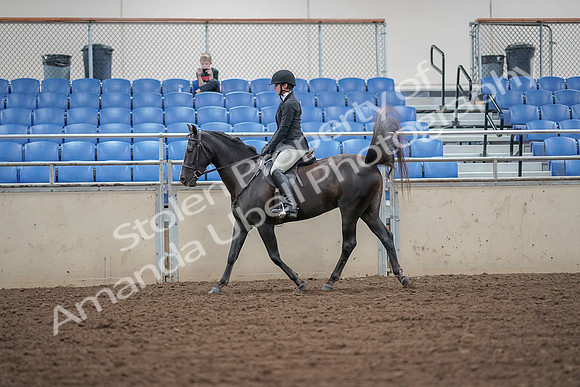 2019 Morgan Horse Show - Aug 30, 2019 - 14890