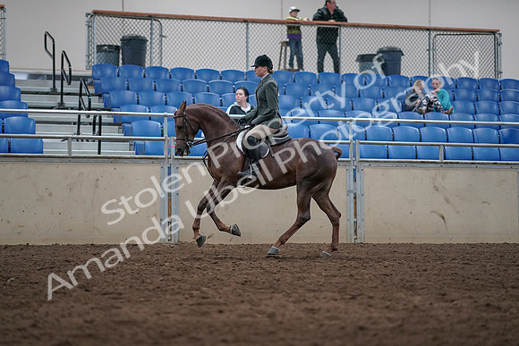 2019 Morgan Horse Show - Sept 01, 2019 - 08682