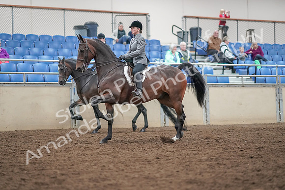 2019 Morgan Horse Show - Aug 30, 2019 - 20174