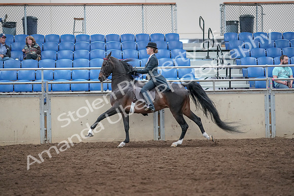 2019 Morgan Horse Show - Aug 31, 2019 - 08789