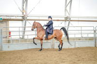Class 113 Morgan English Pleasure - Championship