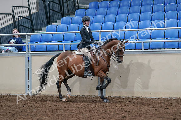 2020 - AB Morgan Horse - Fri, Sept 04 - 06112