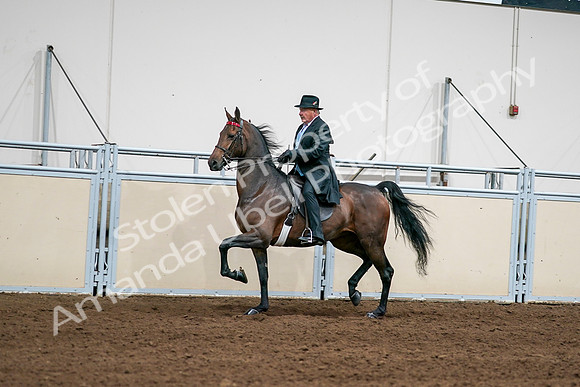 2020 - AB Morgan Horse - Sat, Sept 05 - 08011