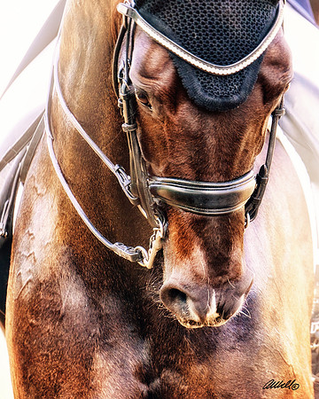 Sample - CA-ADA Dressage Show - June 02 - 00620