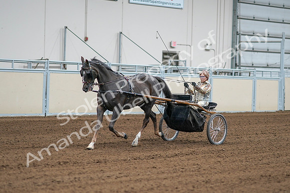 2020 - AB Morgan Horse - Sat, Sept 05 - 05987